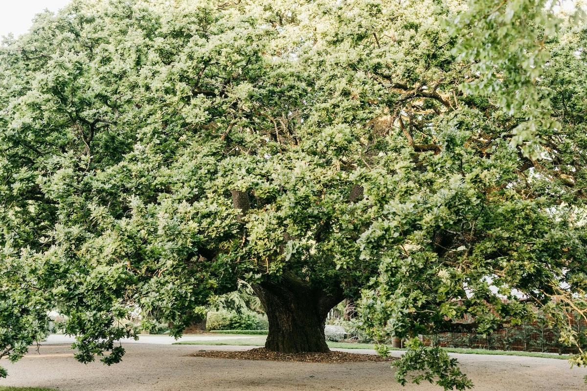 Coombe Yarra Valley - Tours