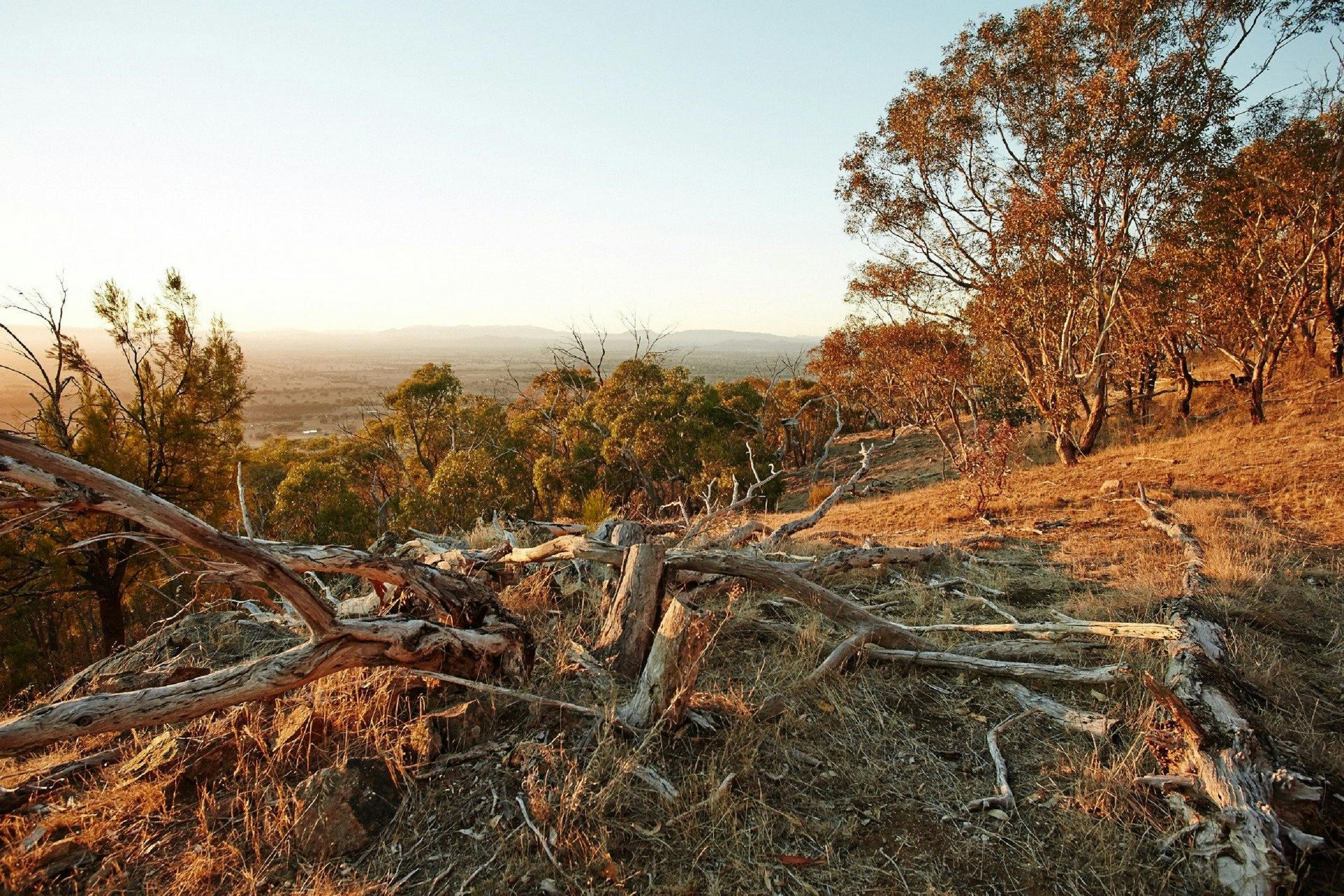 View from Warby Ovens National Park