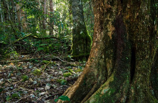 Hidden Treasure Track