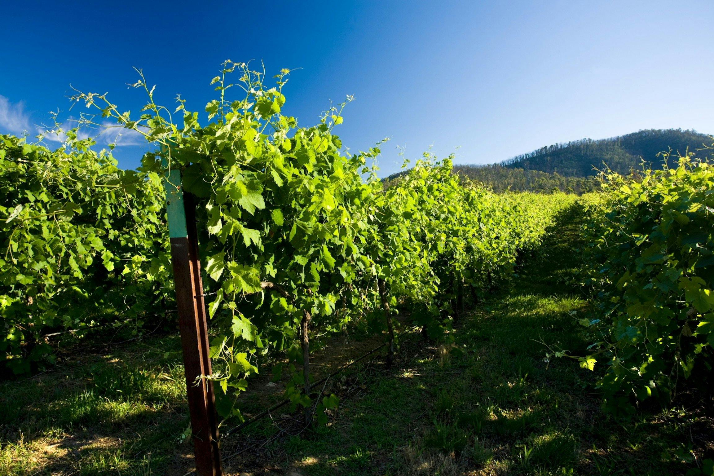 Chrismont's high country vineyard estate