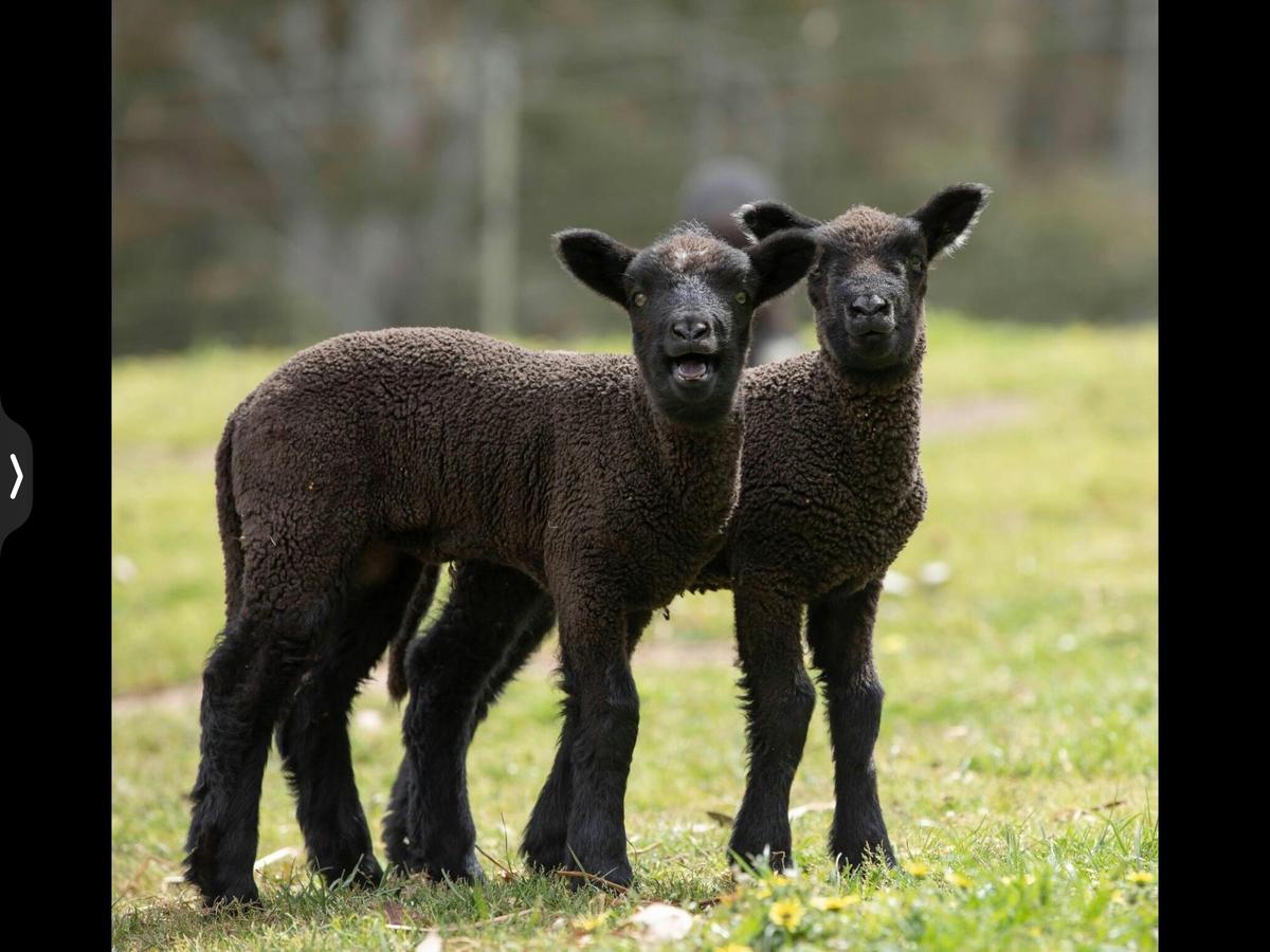 Two of our spiritedly young lambs