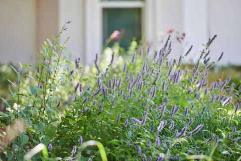 Como House Garden Tours