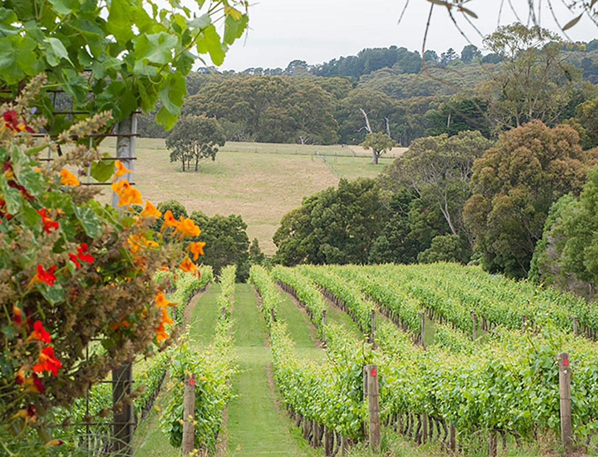 A beautiful vineyard view on Chillout Travel’s private Mornington Peninsula tour!