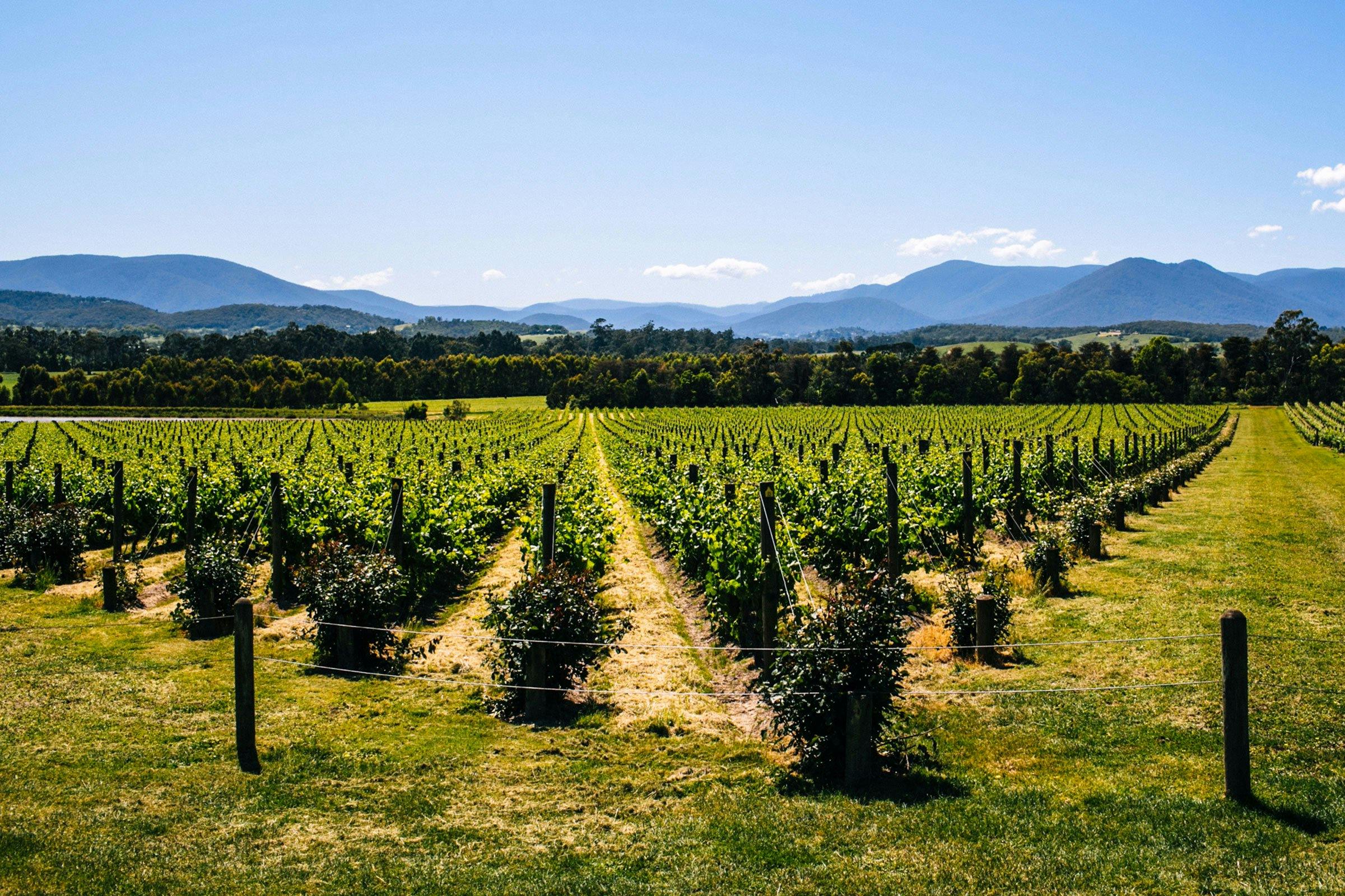A beautiful view of vineyards in the Yarra Valley.