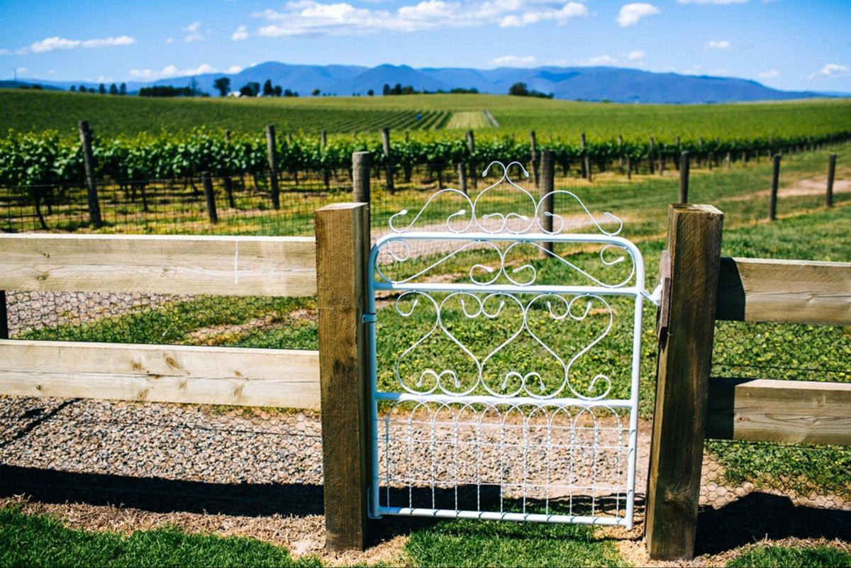 A view of the vineyards on Chillout Travel's Yarra Valley tour.