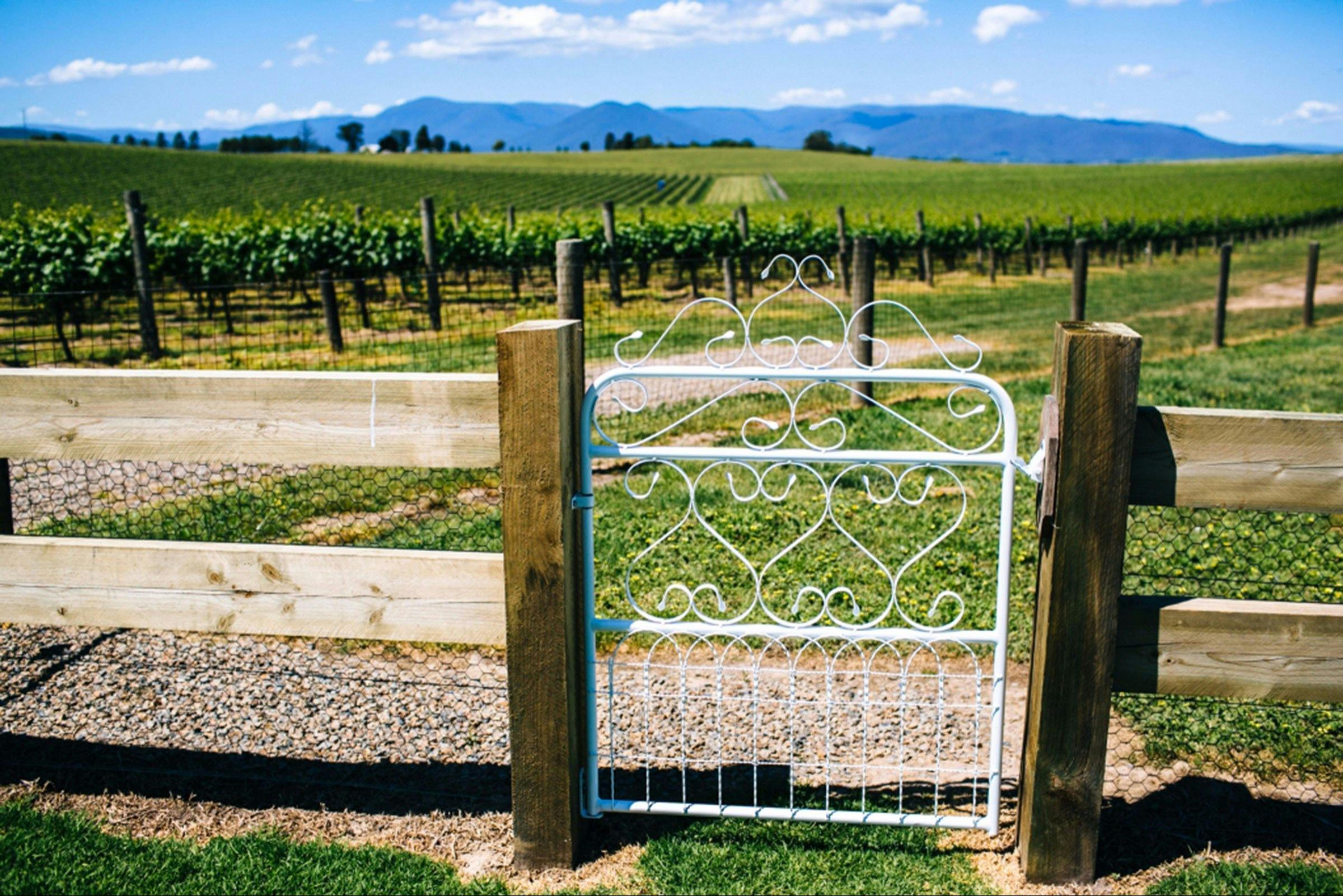 A view of the vineyards on Chillout Travel's Yarra Valley tour.