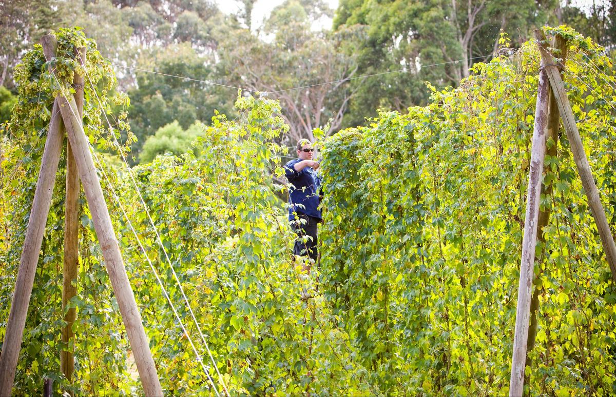 Red Hill Hop Farm