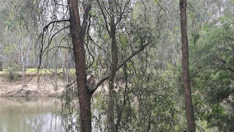 Camping Ovens River Warby-Ovens National Park