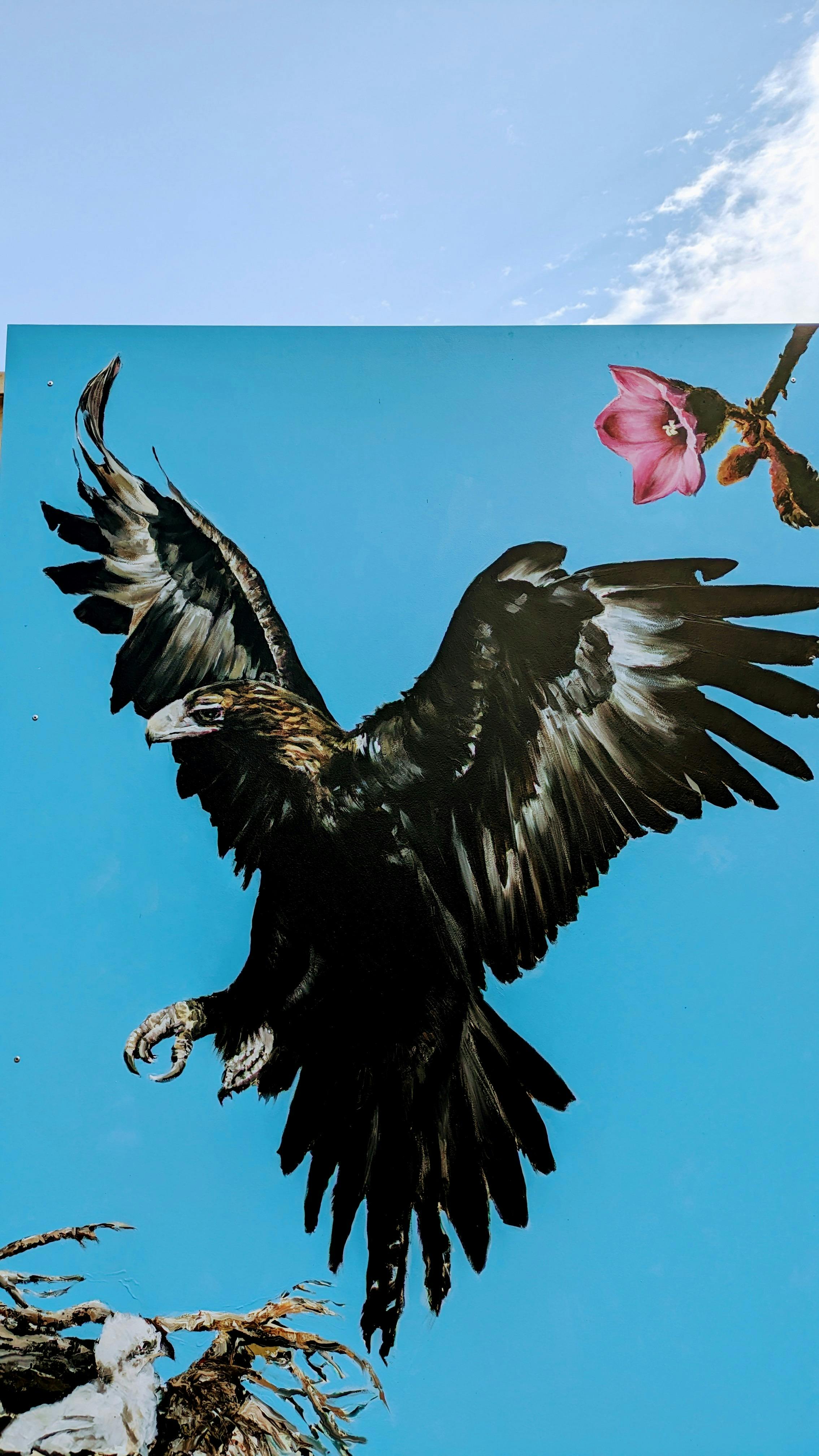 Wedgetail Eagle by Christine Pike