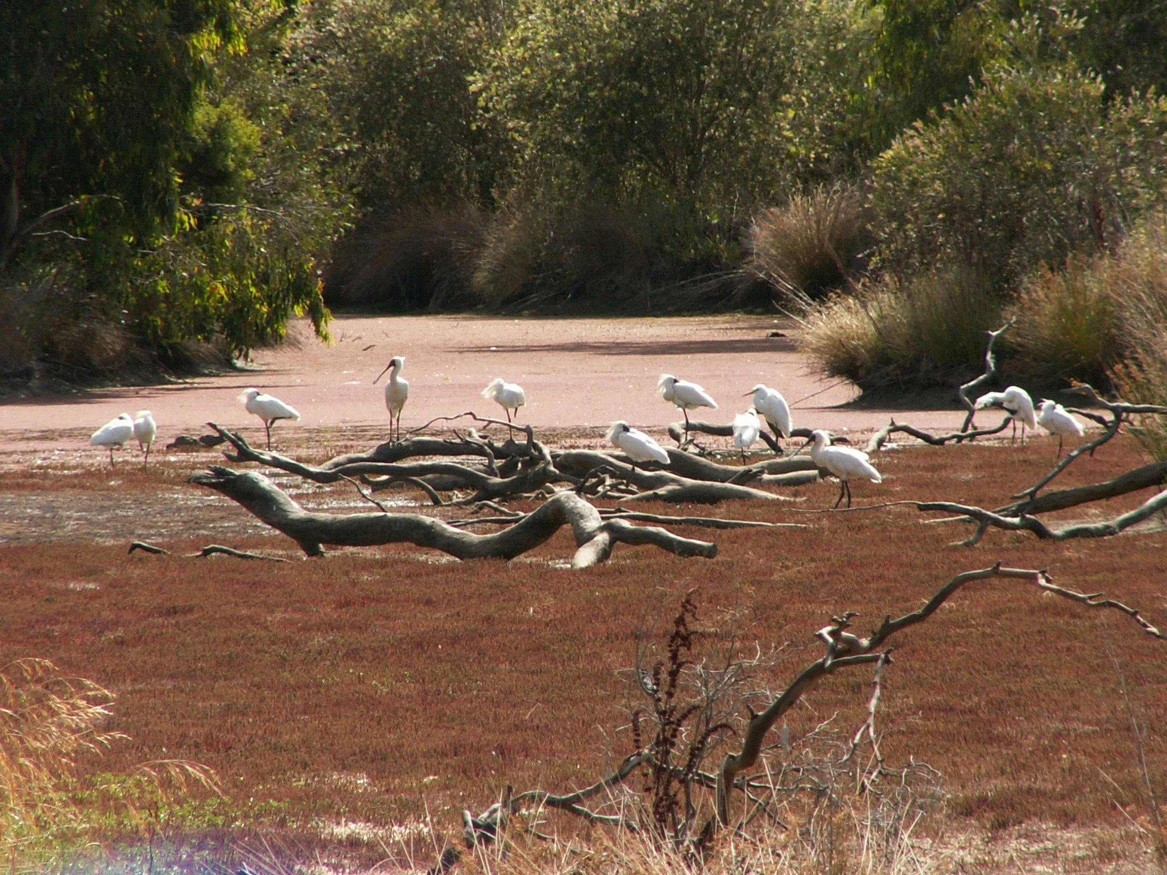 spoonbills and egrets