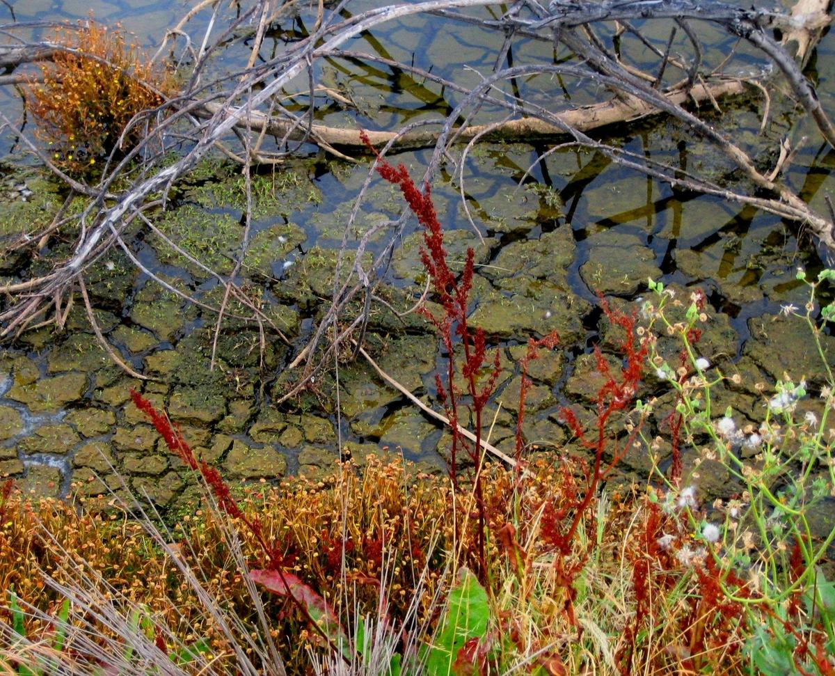 Cusson Lake's Edge in December