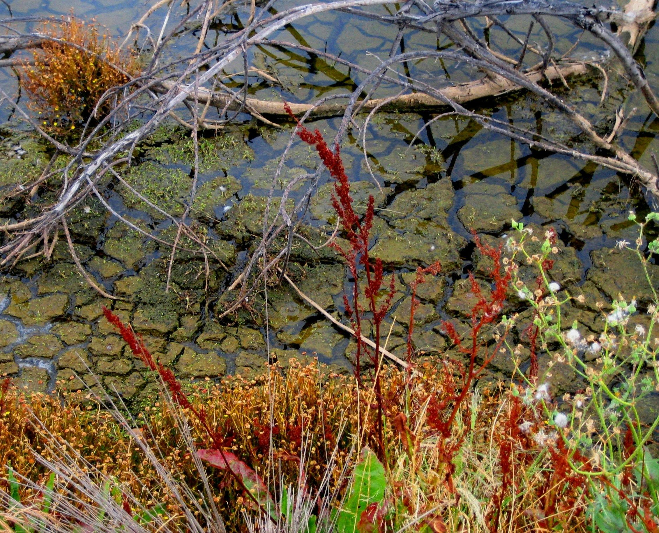 Cusson Lake's Edge in December