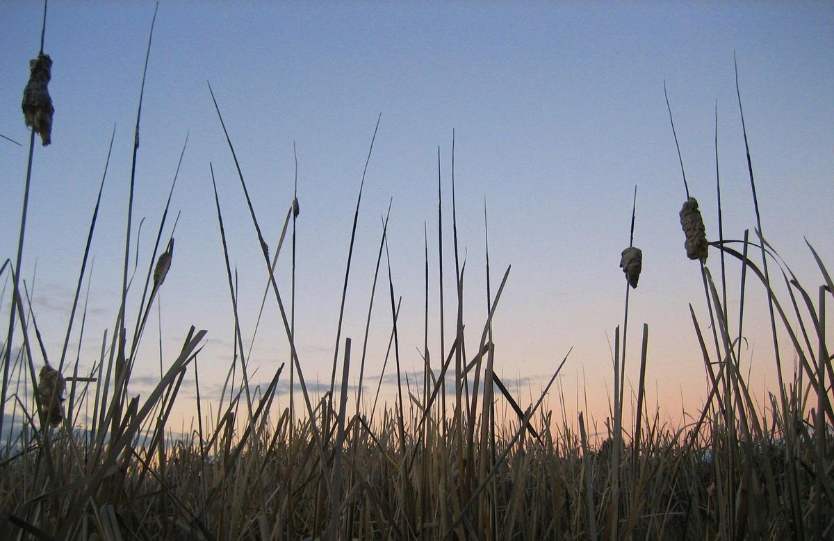 Rushes at Dusk - Cussen Park