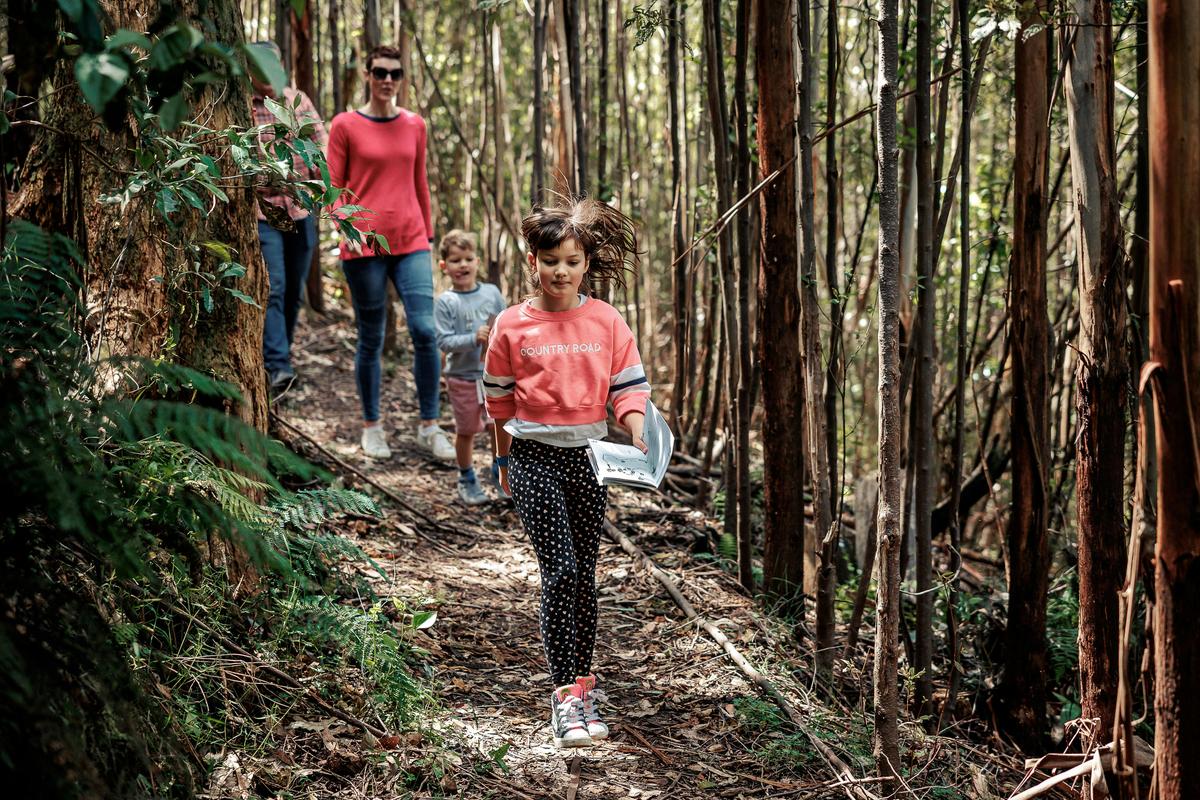 A family friendly walk in the Kinglake National Park