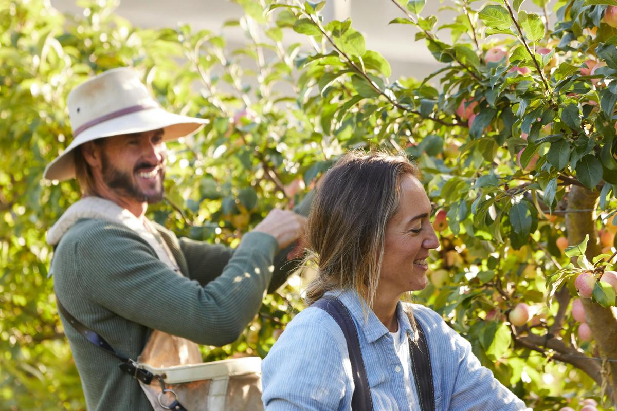 Daylesford Cider harvest