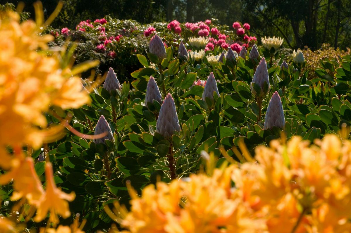 Dandenong Ranges Botanic Garden. Credit: Parks Victoria