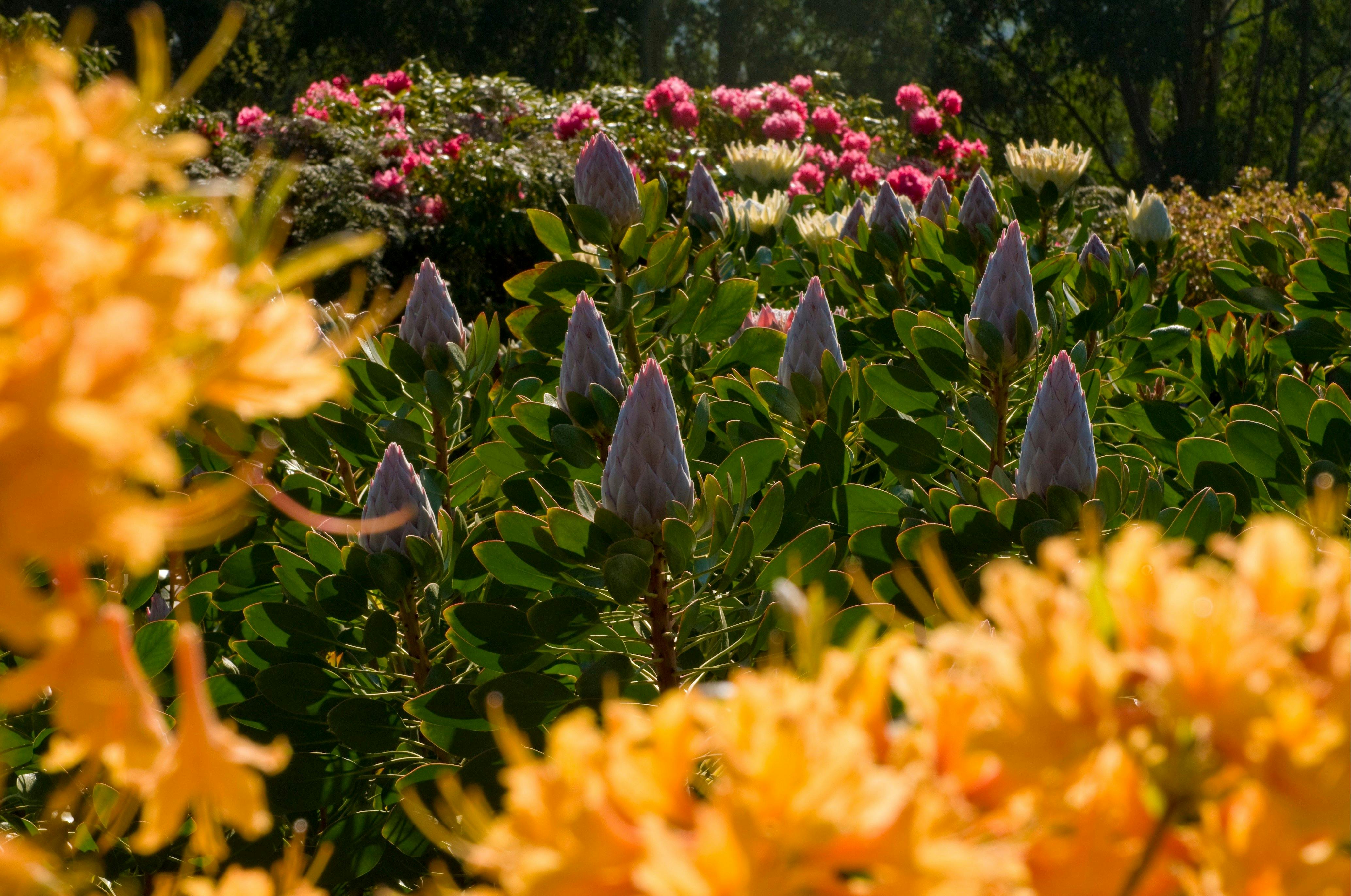 Dandenong Ranges Botanic Garden. Credit: Parks Victoria