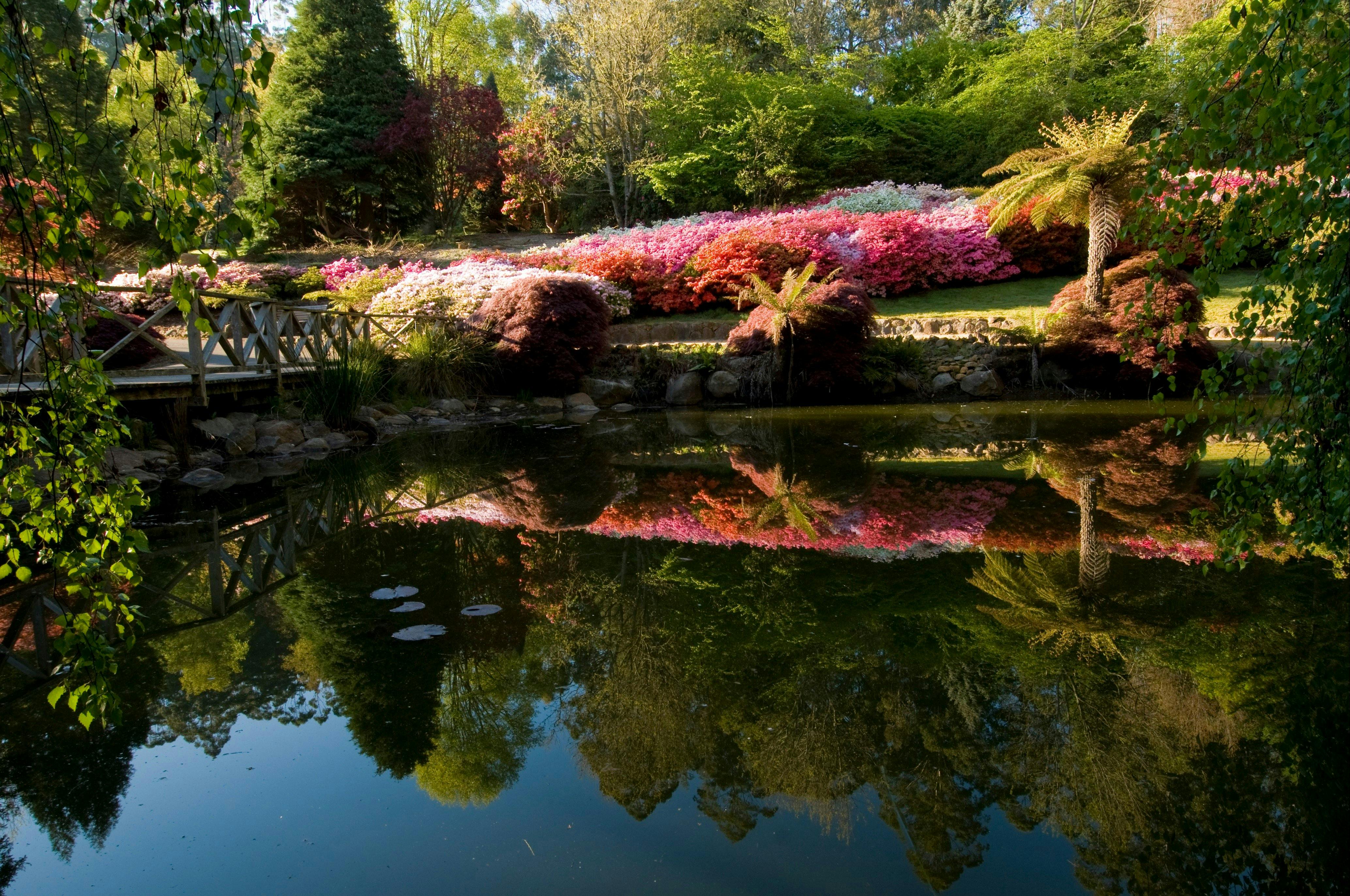 Dandenong Ranges Botanic Garden. Credit: Parks Victoria