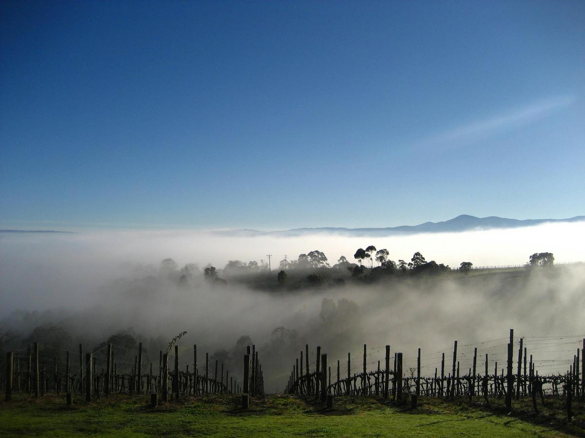 Fog over Coldstream Hills