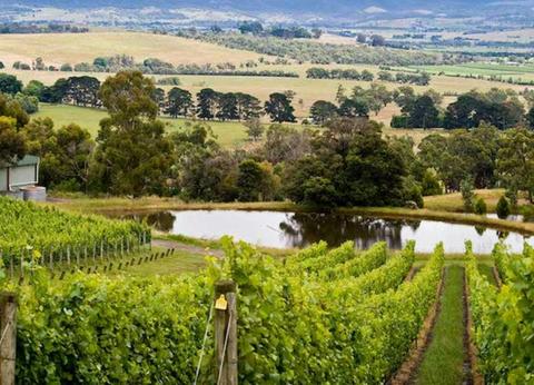 Coldstream Hills Cellar Door