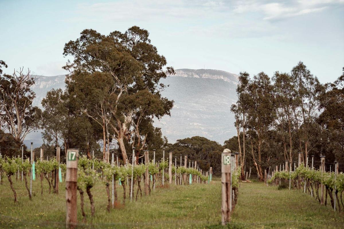 Clayfield Wines