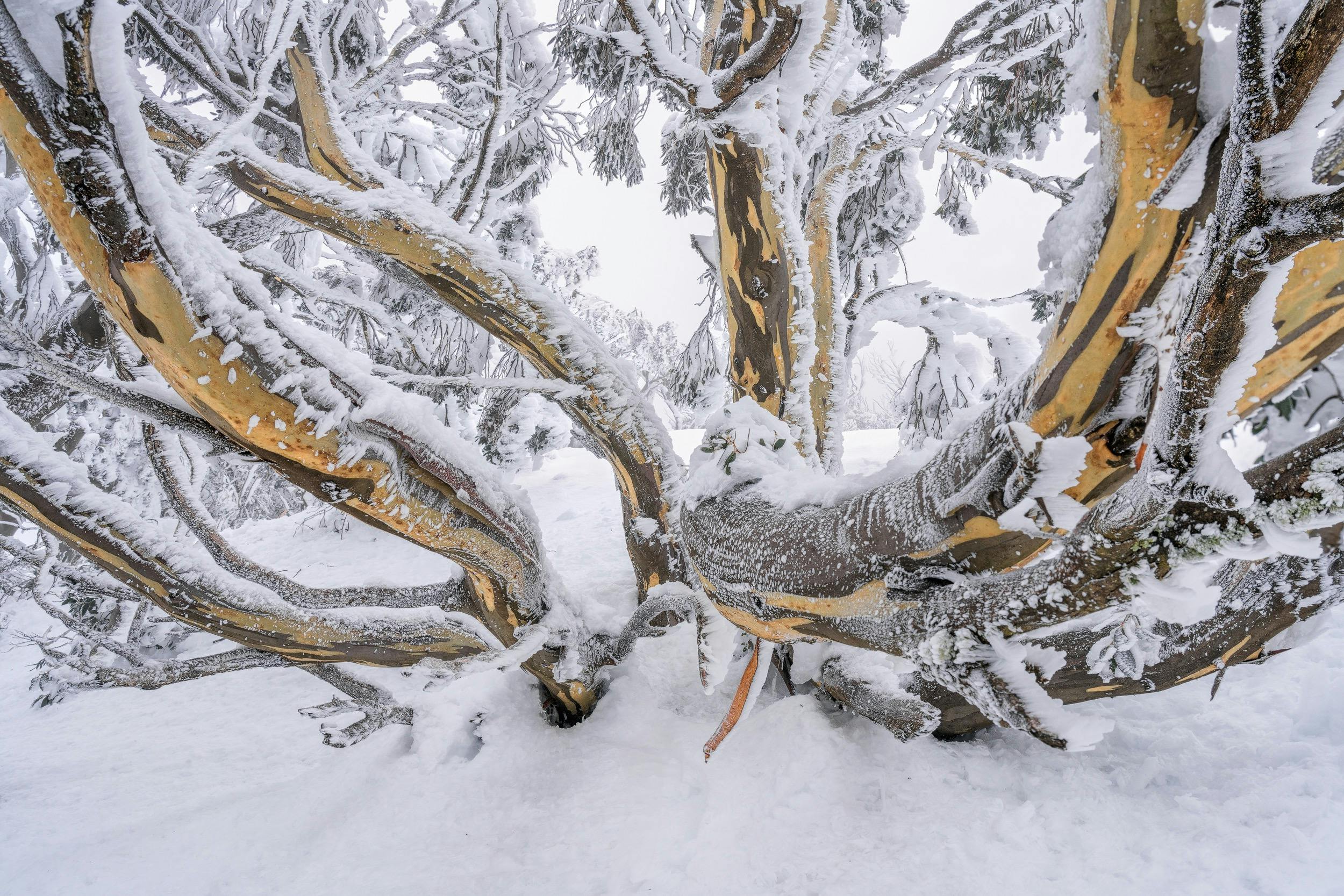 Snow gums in snow at Mount Hotham.