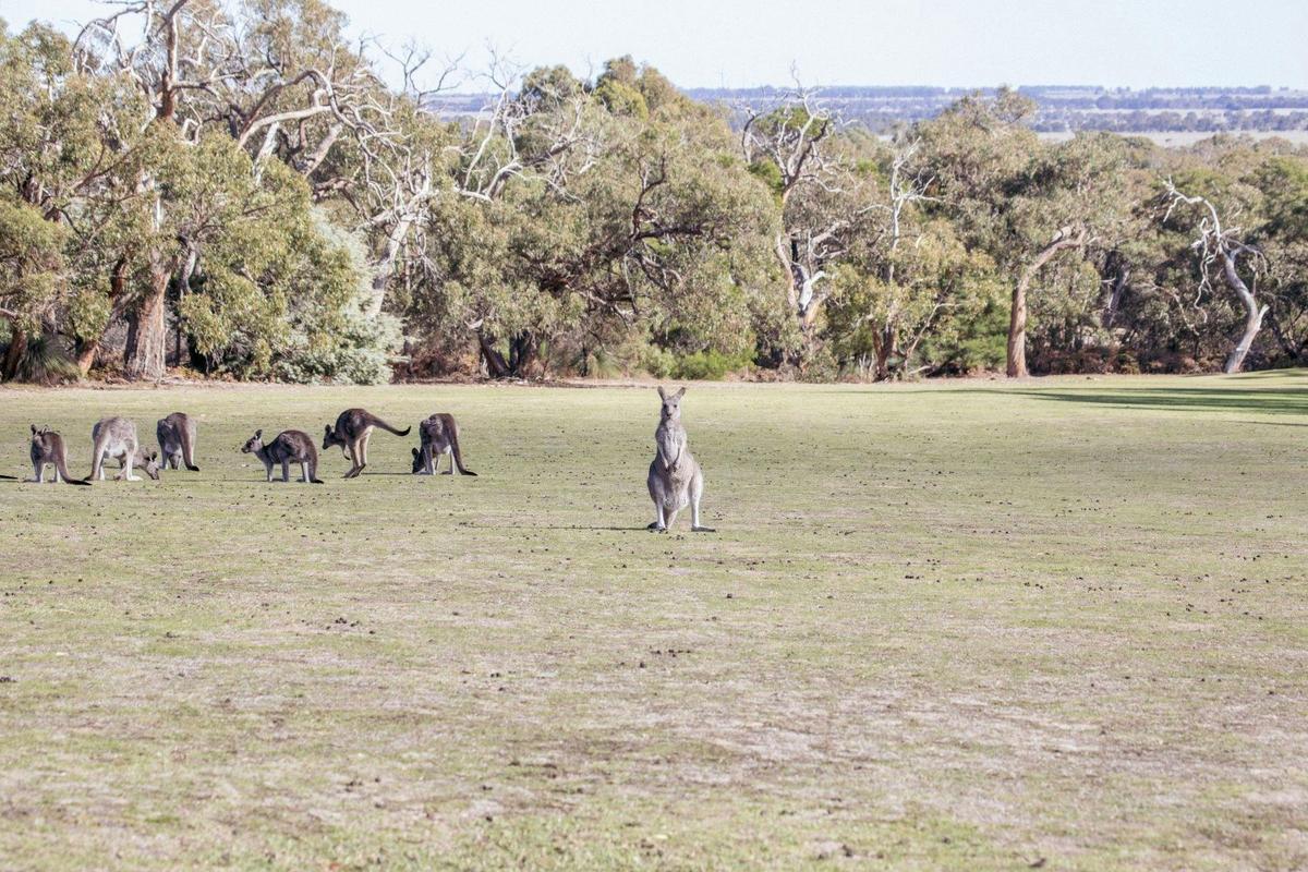 Kangaroos on the course at Dunkeld