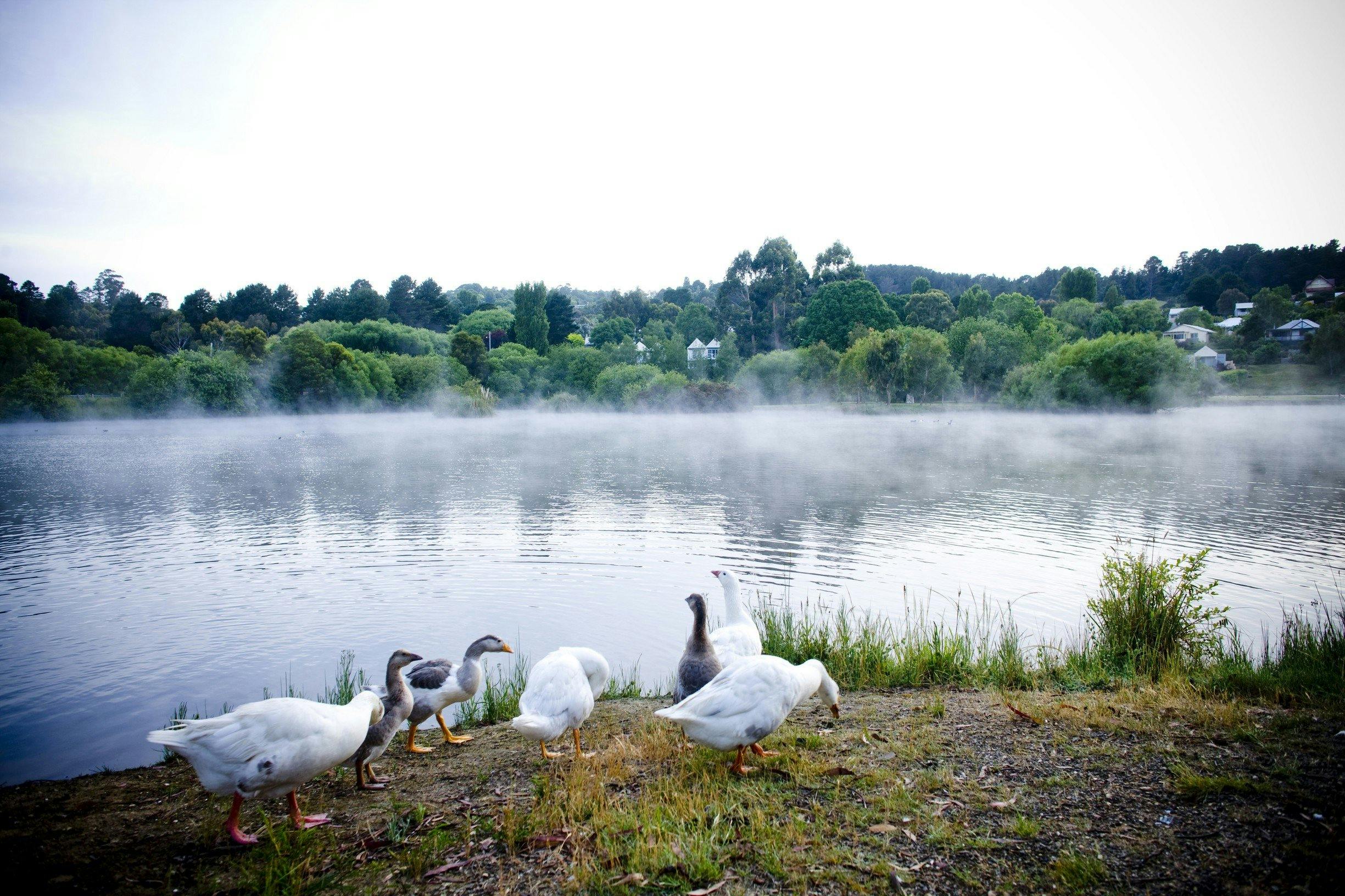 Ducks at Misty Lake, Daylesford