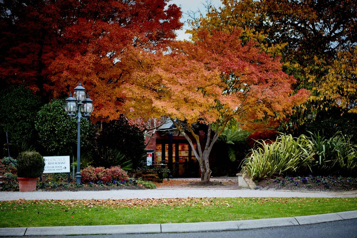 Cellar door in Autumn