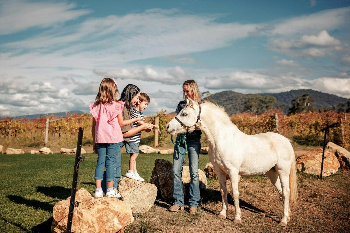 A group of children saying hello to Snowy the pony at cellar door