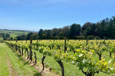 vineyard on the mornington peninsula