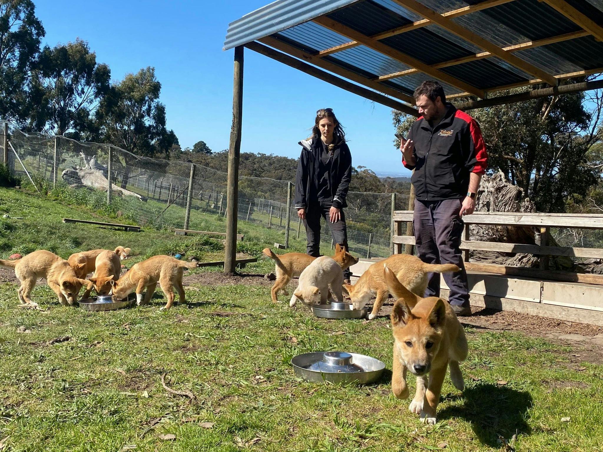 dingo cubs with humans