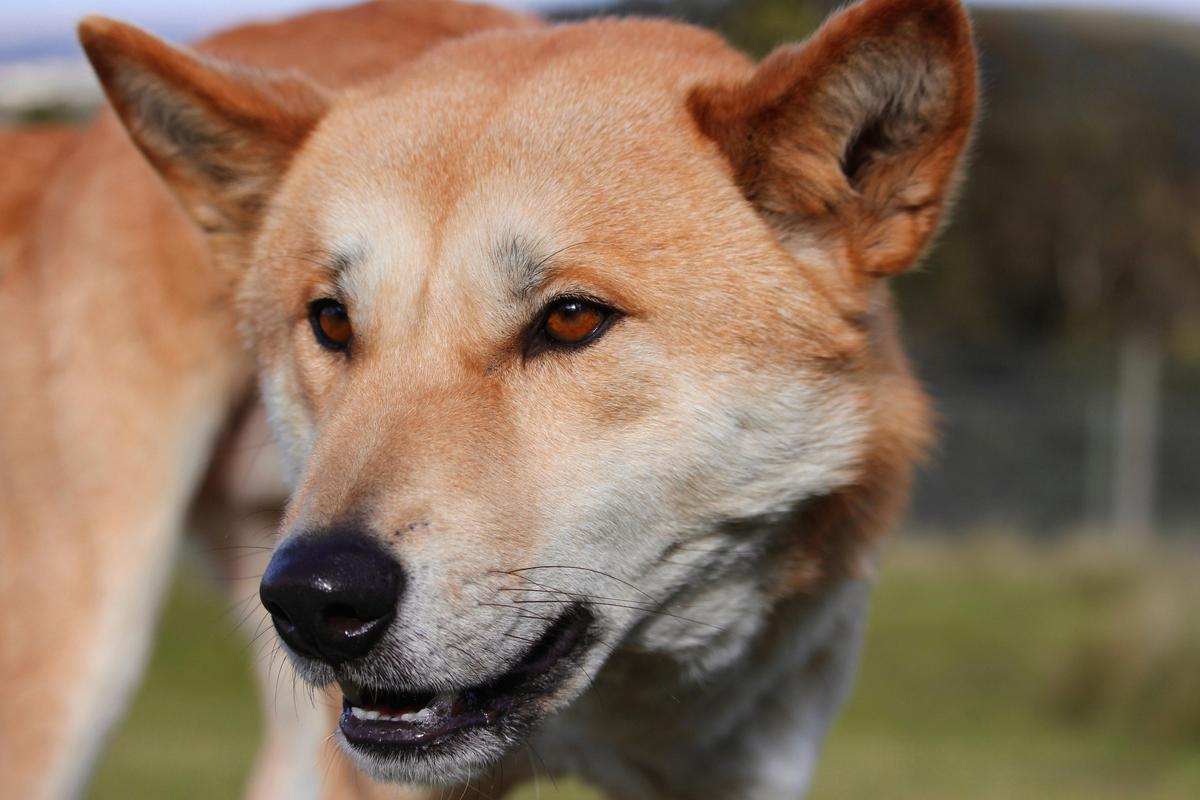 A dingo