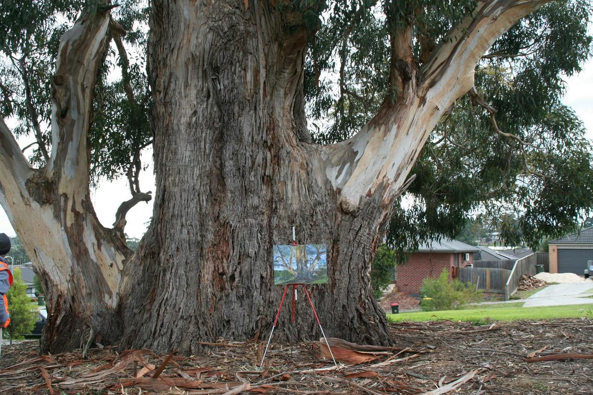 The Settlement Giant corner Settlement Road and Springwater Drive, Drouin. Mountain Grey Gum.