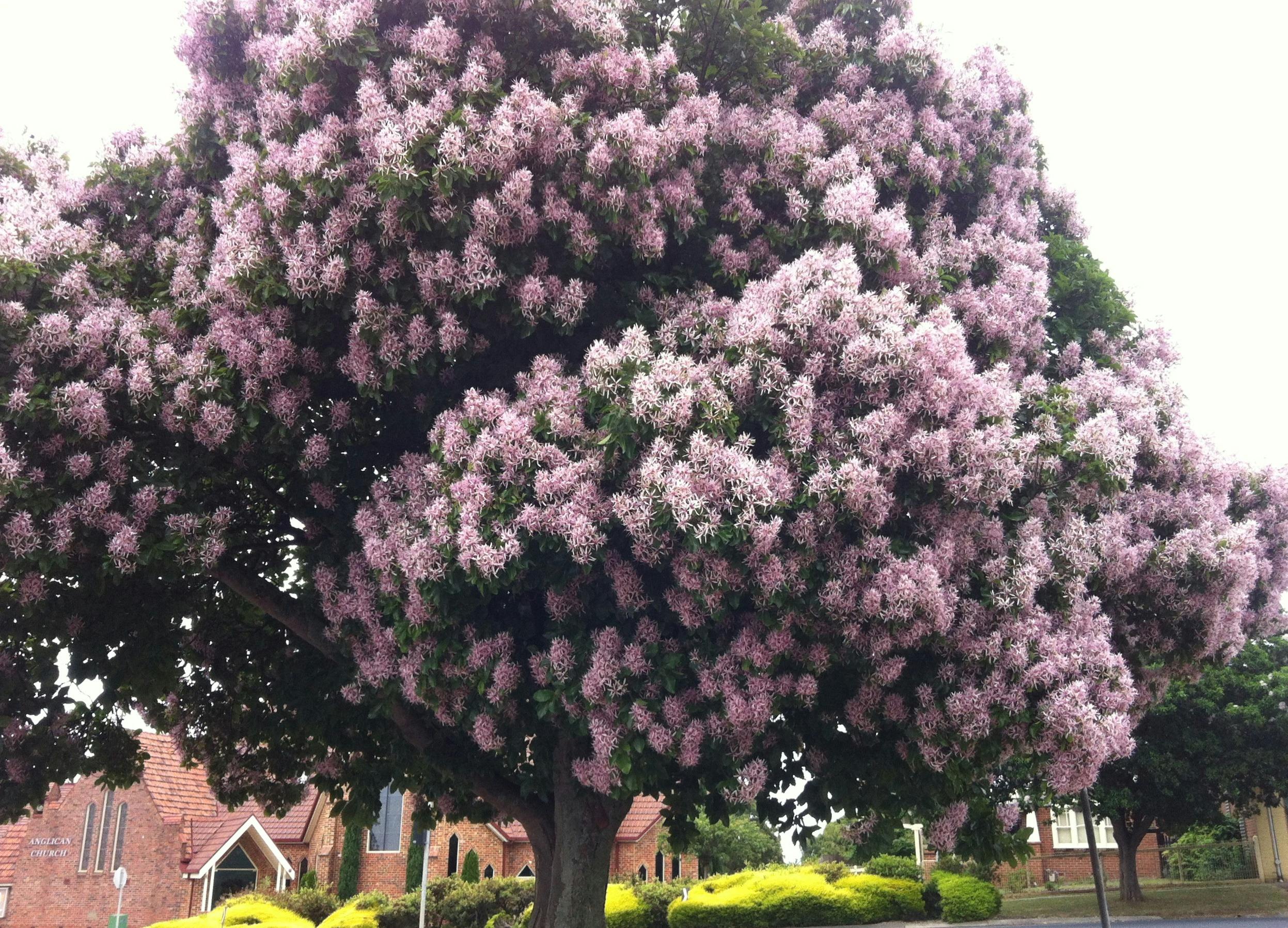 One of Drouin's Cape Chestnuts in Princes Way.