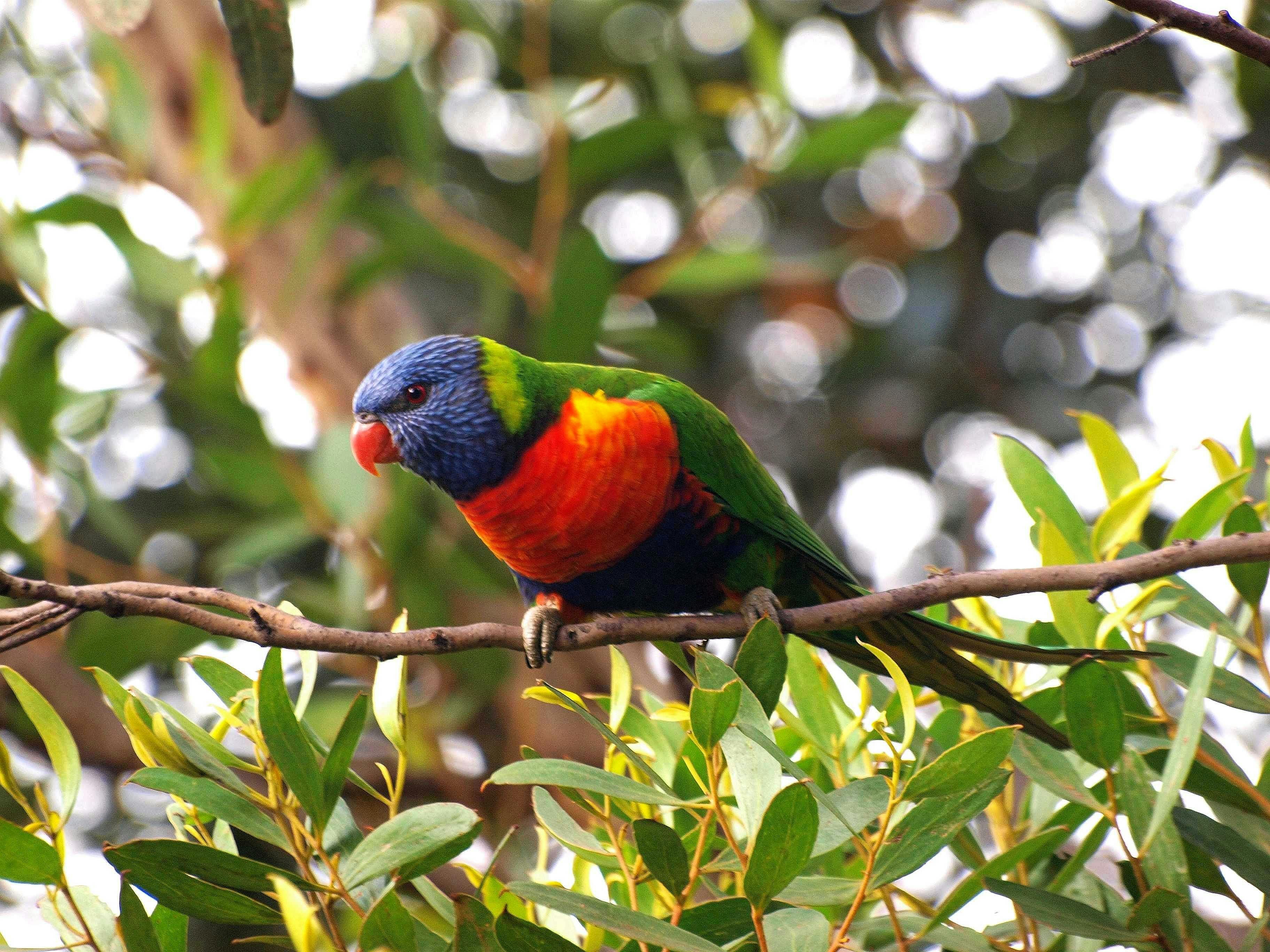 Rainbow Lorikeet in tree canopy in Drouin.