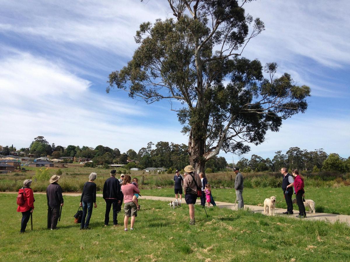 Walking group at the McNeilly Giant, a Eucalyptus Strzeleckii. Full of tree hollows and birdlife.