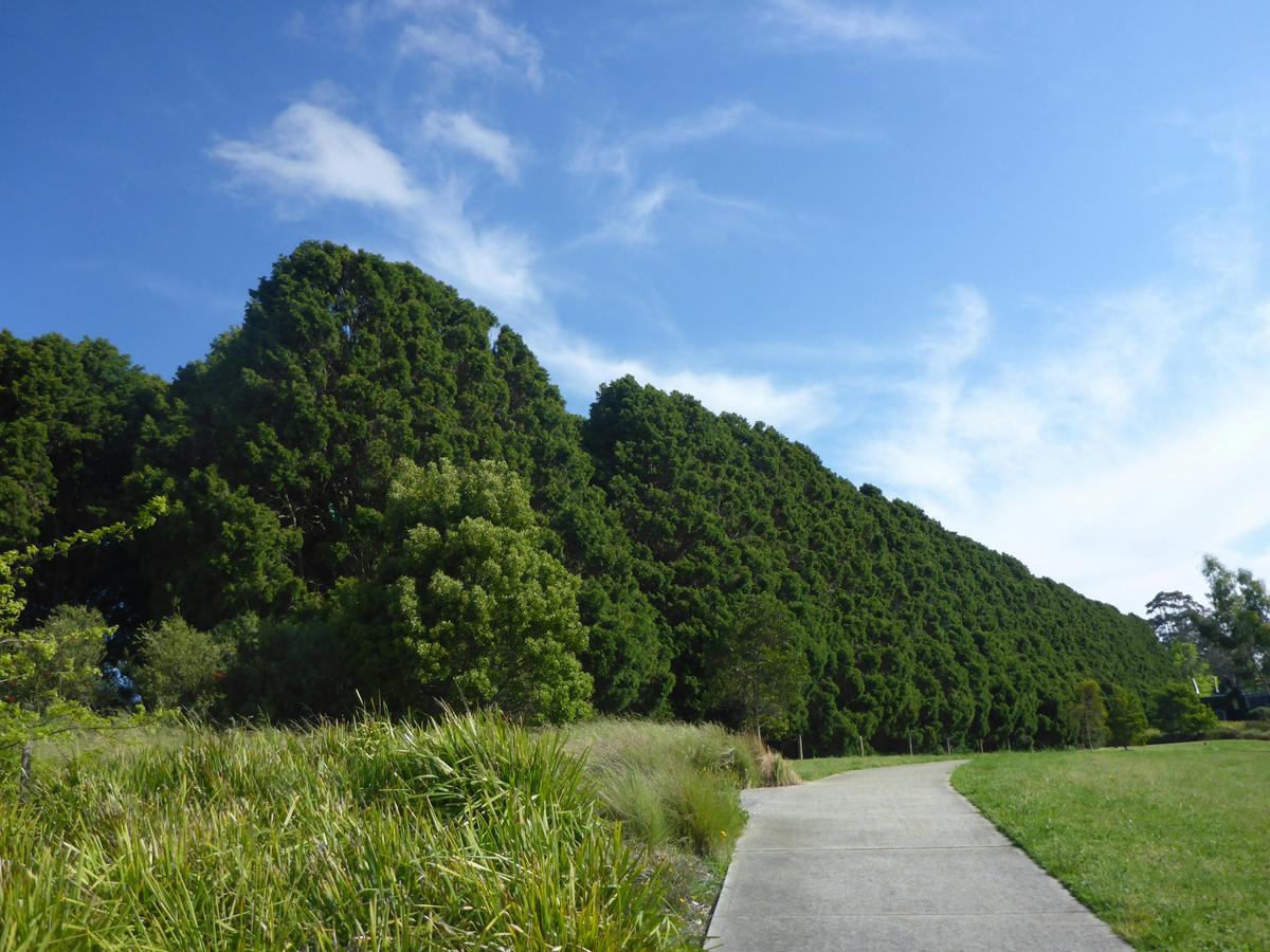 The Bhutan Cypress Avenue: once the driveway to the McNeilly homestead