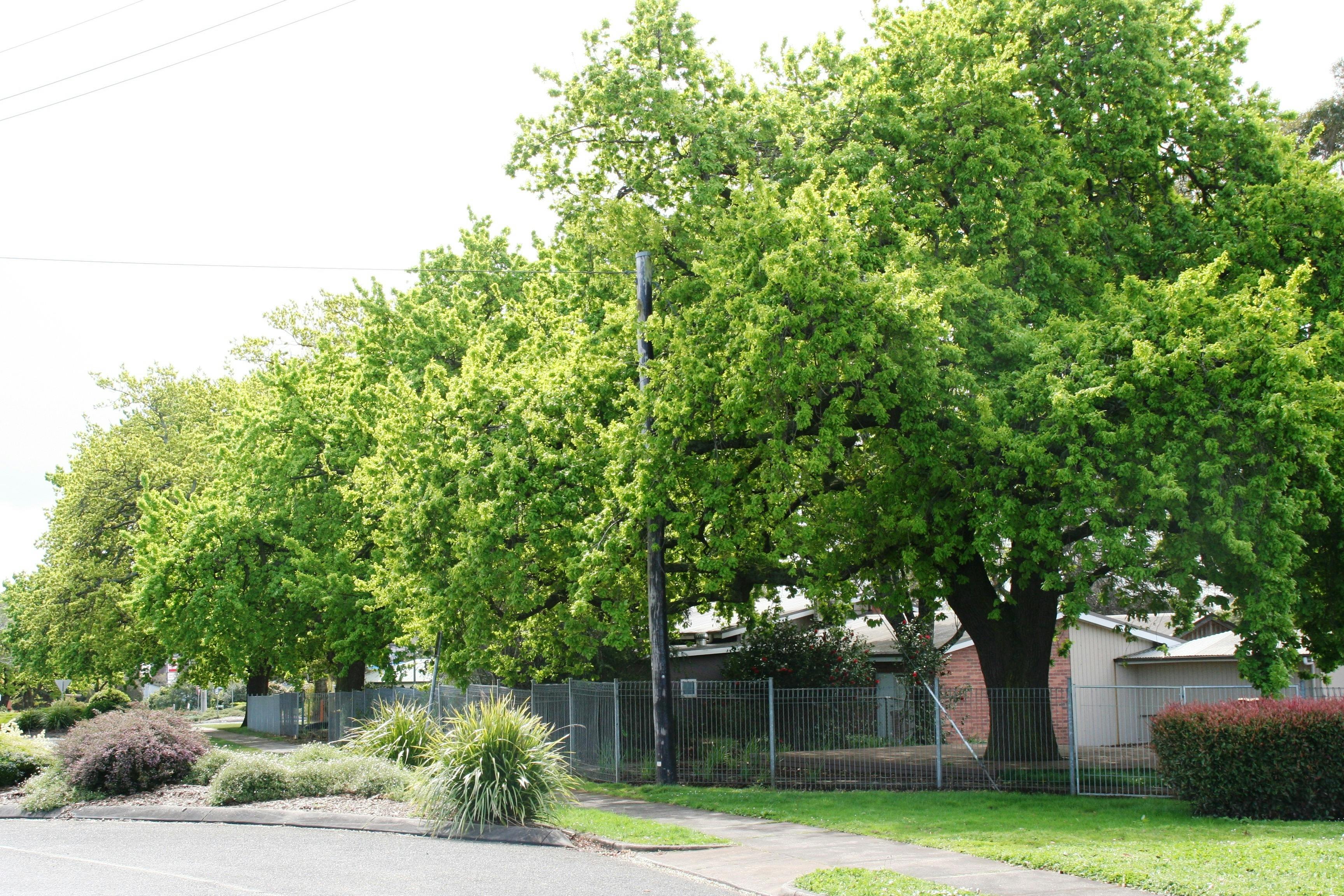 English oaks at Oak Street Kindergarten planted in early settlement to give shade at livestock yards