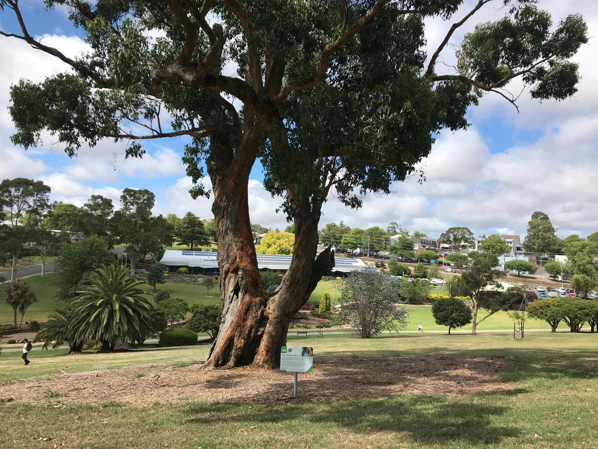 The Grandfather Tree in Civic Park Drouin. Very old Messmate Gum..