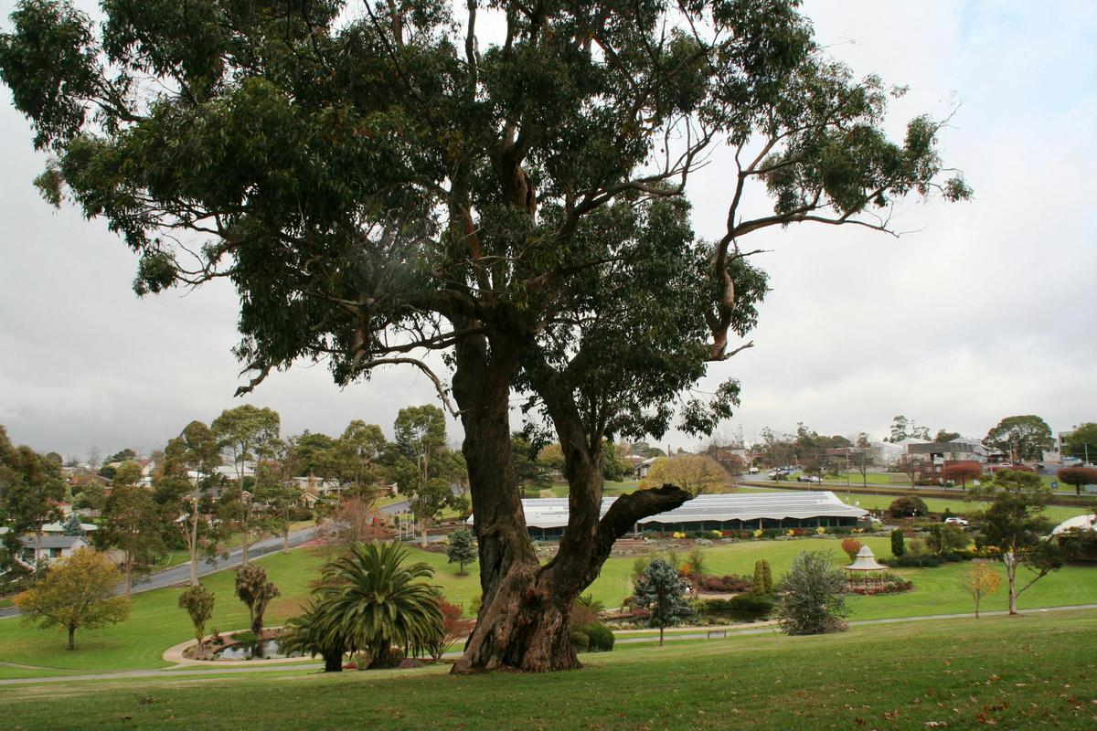 The Grandfather Tree Civic Park Drouin