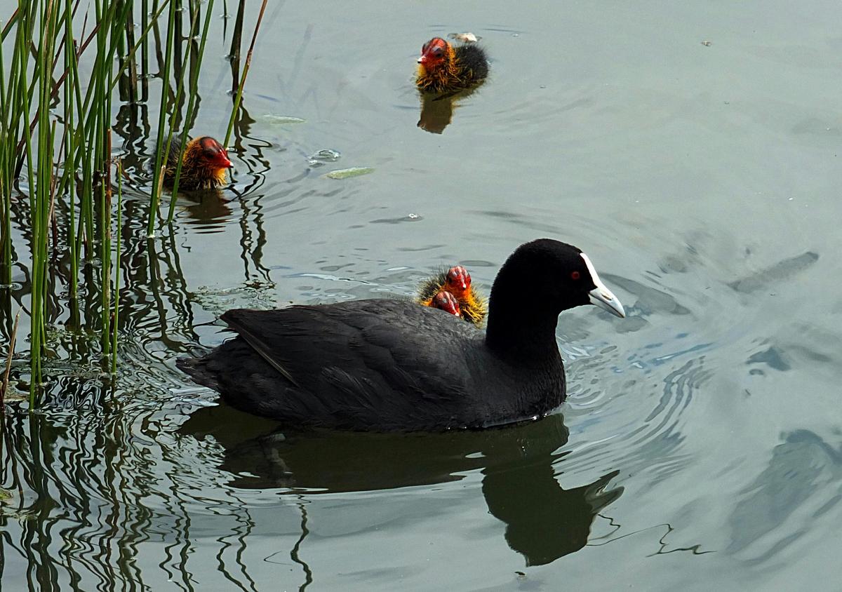 Eurasian coot and chicks