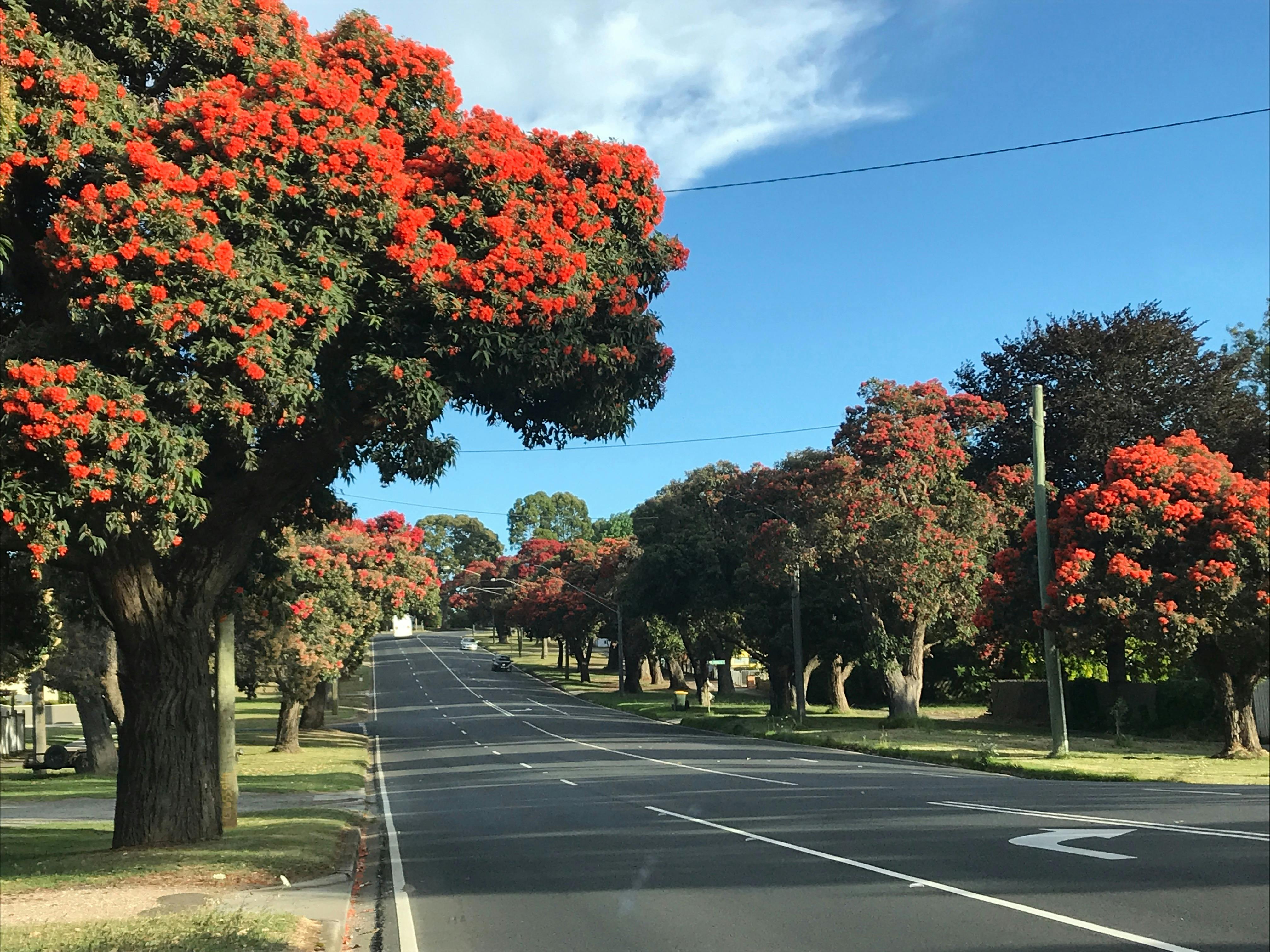 The famous Ficifolia Avenue at the west entrance to Drouin. Planted in 1936 by local children.
