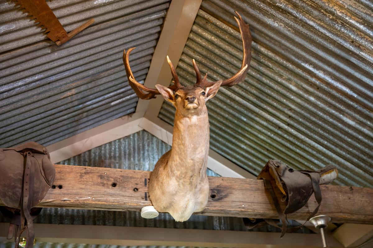 Stags head mounted on a board in a rustic pub