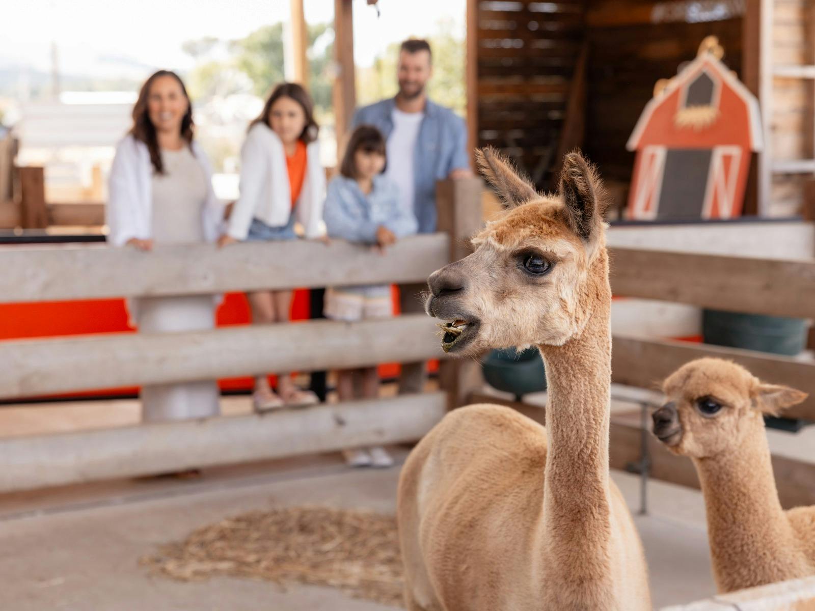 Discover Creswick farmyard
