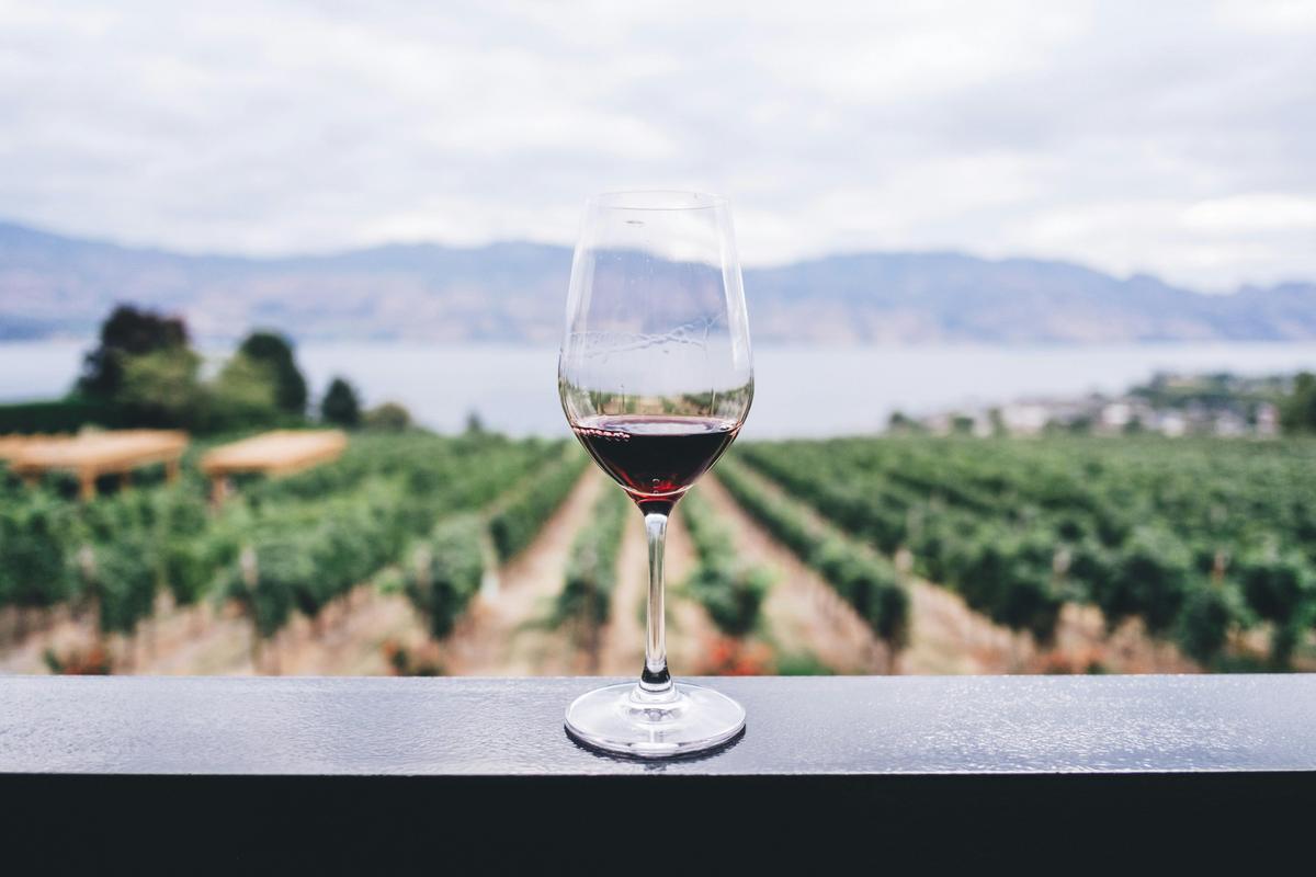 View on the vineyard