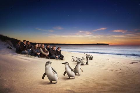Phillip Island Tour
