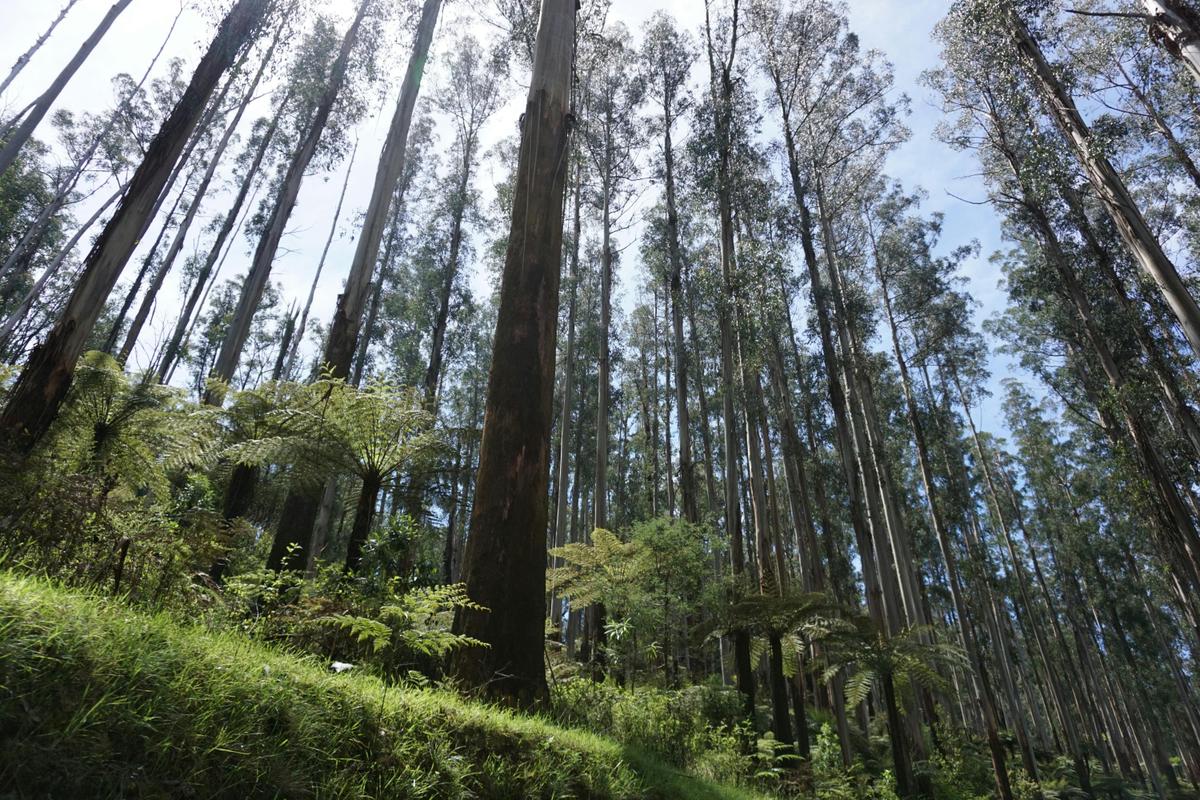 Private Puffing Billy Tour