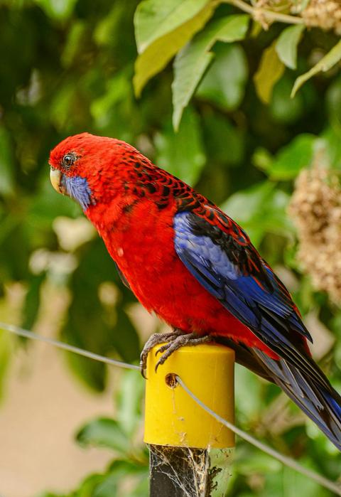 Private Puffing Billy Tour