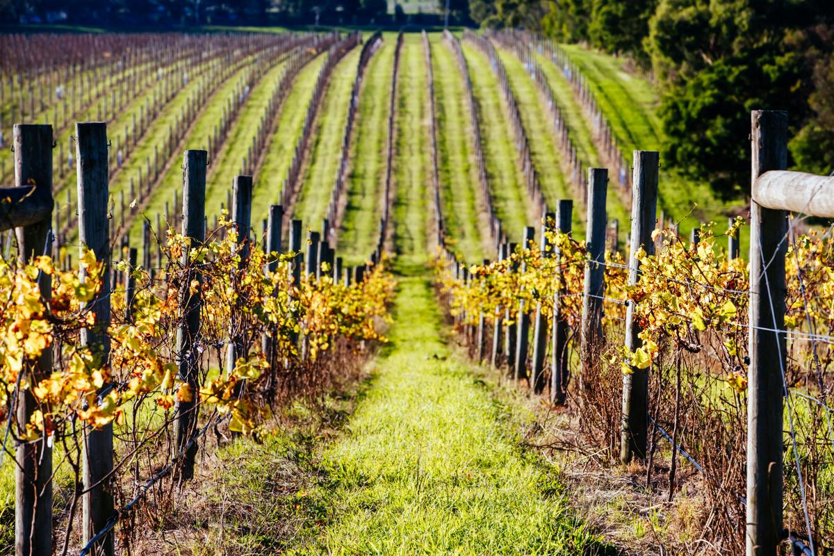 Experience Yarra Valley: A Tailored private Wine Journey